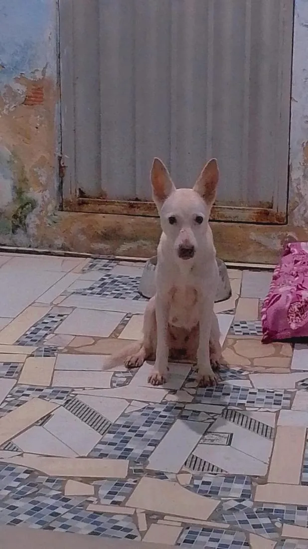 Cachorro raça SRD-ViraLata idade 4 anos nome galega