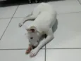 galega