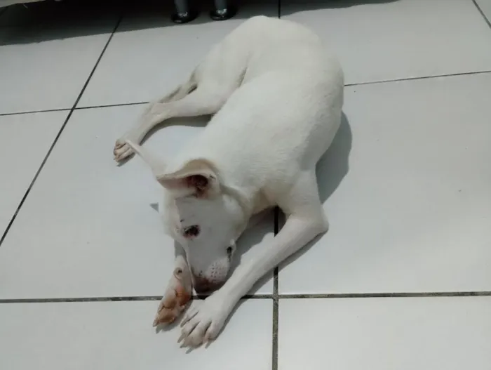 Cachorro raça SRD-ViraLata idade 4 anos nome galega