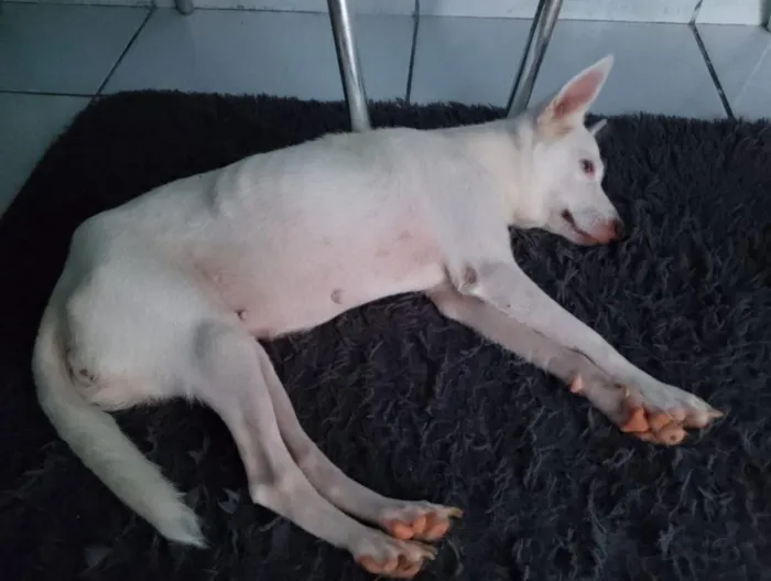 Cachorro raça SRD-ViraLata idade 4 anos nome galega