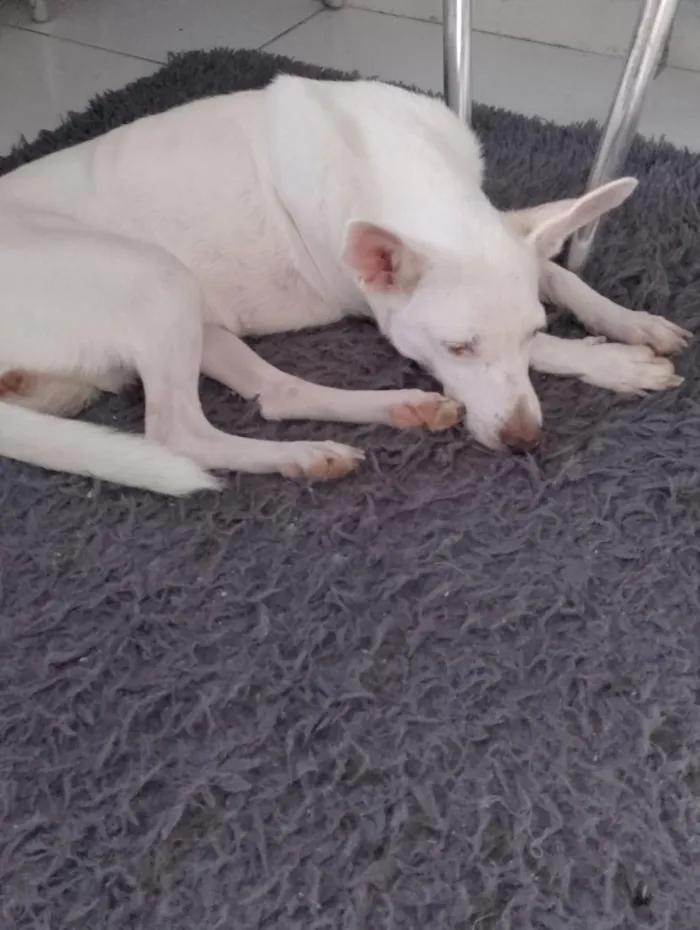 Cachorro raça SRD-ViraLata idade 4 anos nome galega
