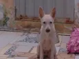 galega
