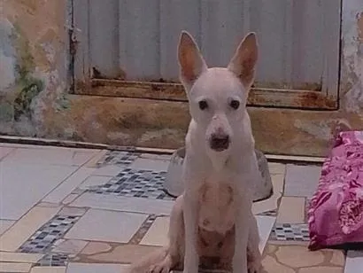Cachorro raça SRD-ViraLata idade 4 anos nome galega