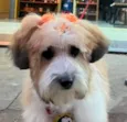 Luma 