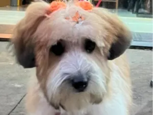 Cachorro raça Shitzu idade 2 a 6 meses nome Luma 