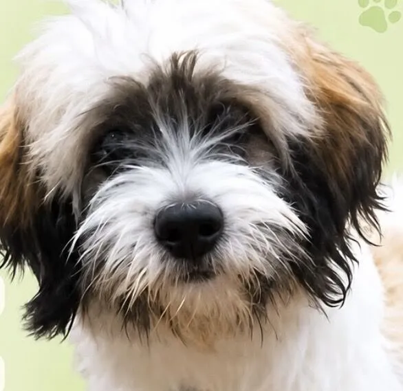 Cachorro raça Shitzu idade 7 a 11 meses nome Bob 