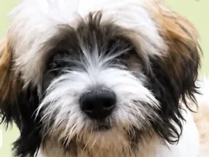 Cachorro raça Shitzu idade 7 a 11 meses nome Bob 