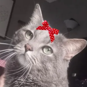 Gato raça SRD-ViraLata idade 6 ou mais anos nome Mia 