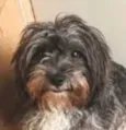 Olavo 