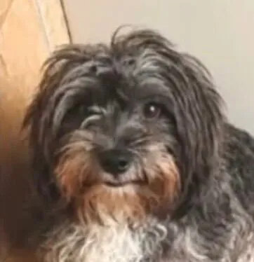 Cachorro raça Shitzu idade 2 anos nome Olavo 