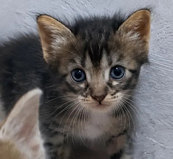 Gato raça SRD-ViraLata idade 2 a 6 meses nome Floquinho