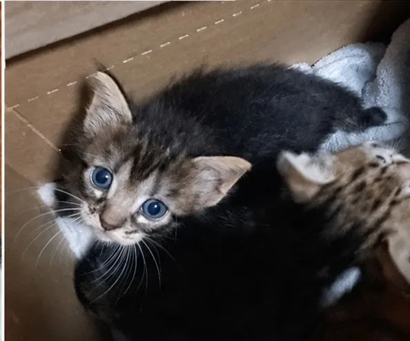 Gato raça SRD-ViraLata idade 2 a 6 meses nome Floquinho