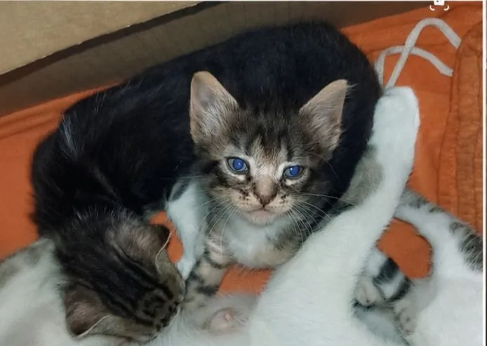 Gato raça SRD-ViraLata idade 2 a 6 meses nome Floquinho