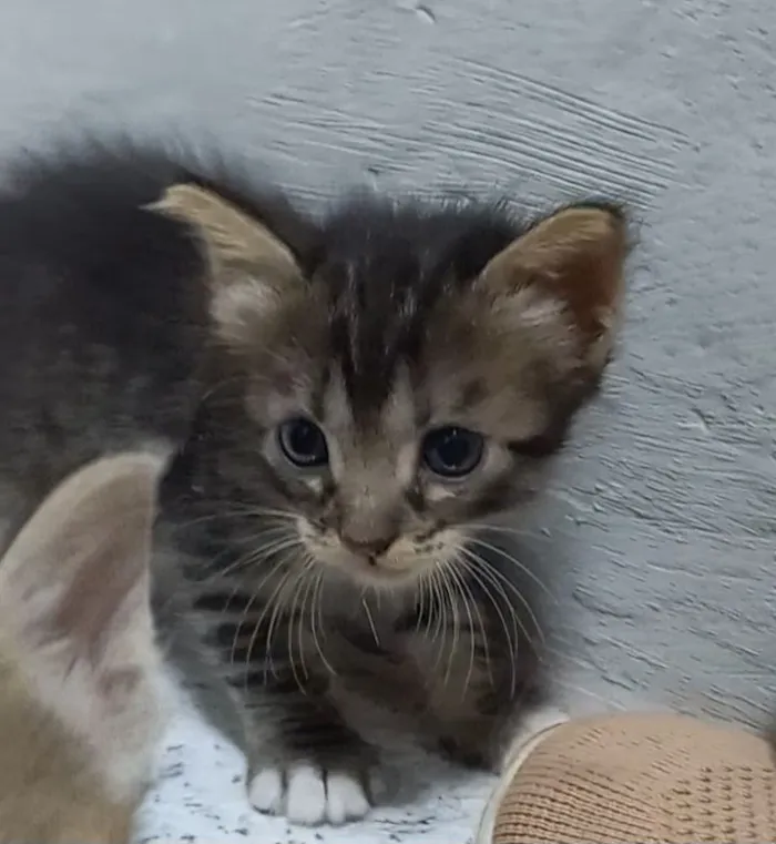 Gato raça SRD-ViraLata idade 2 a 6 meses nome Floquinho
