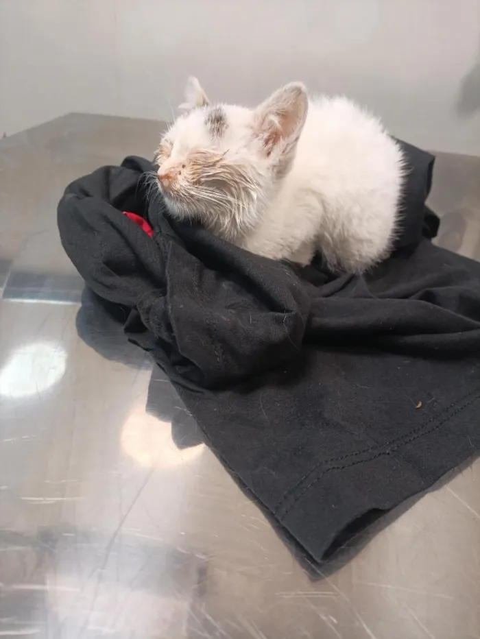Gato raça SRD-ViraLata idade Abaixo de 2 meses nome Clara