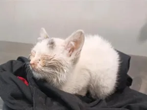 Gato raça SRD-ViraLata idade Abaixo de 2 meses nome Clara