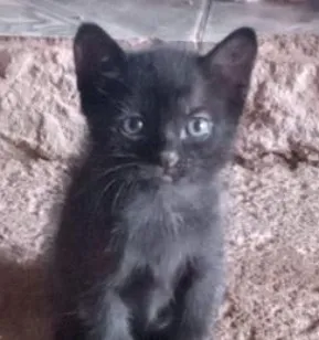 Gato raça SRD-ViraLata idade 2 a 6 meses nome Pantera