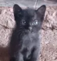 Pantera