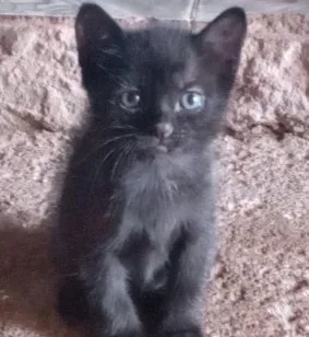 Gato raça SRD-ViraLata idade 2 a 6 meses nome Pantera