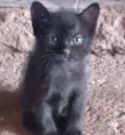 Pantera