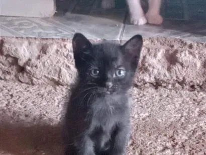 Gato raça SRD-ViraLata idade 2 a 6 meses nome Pantera