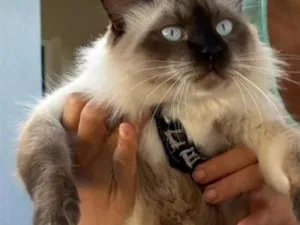 Gato raça Siamês idade 2 anos nome ICE