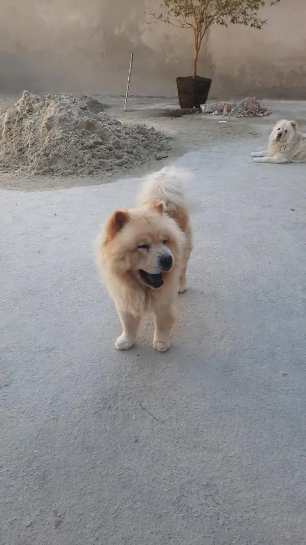 Cachorro raça SRD-ViraLata idade 4 anos nome Fred