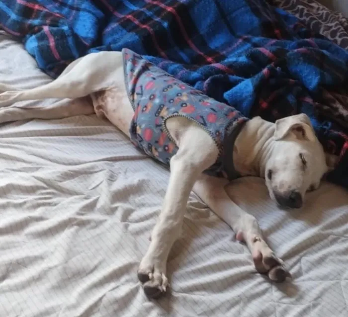 Cachorro raça SRD-ViraLata idade 2 a 6 meses nome sem nome definido 