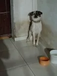 pit