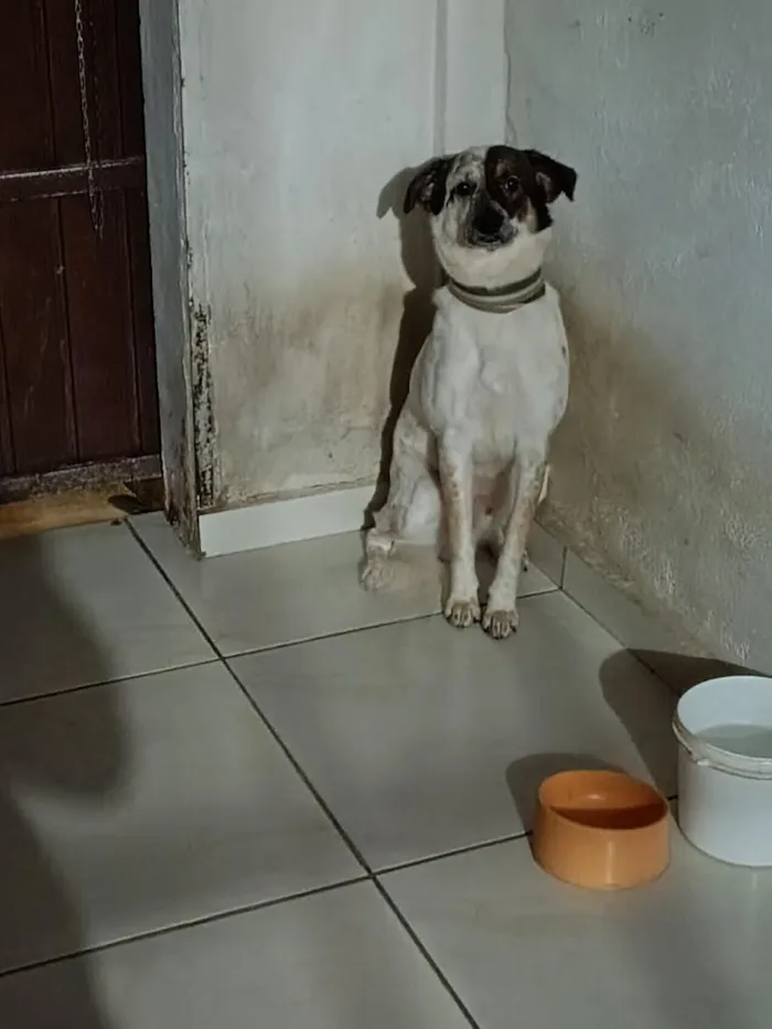 Cachorro raça SRD-ViraLata idade 1 ano nome pit