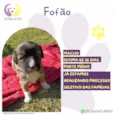 Fofão