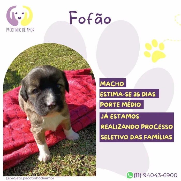 Cachorro raça SRD-ViraLata idade Abaixo de 2 meses nome Fofão