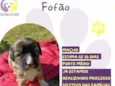 Fofão