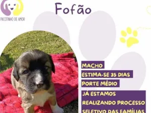 Cachorro raça SRD-ViraLata idade Abaixo de 2 meses nome Fofão