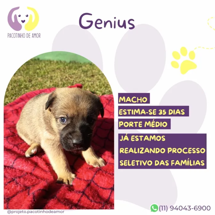 Cachorro raça SRD-ViraLata idade Abaixo de 2 meses nome Genius
