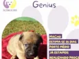 Genius