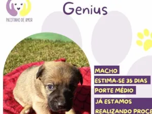 Cachorro raça SRD-ViraLata idade Abaixo de 2 meses nome Genius