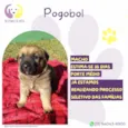 Pogobol