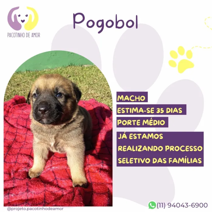 Cachorro raça SRD-ViraLata idade Abaixo de 2 meses nome Pogobol