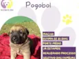 Pogobol