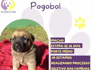 Cachorro raça SRD-ViraLata idade Abaixo de 2 meses nome Pogobol