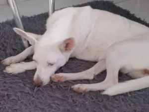 Cachorro raça SRD-ViraLata idade 4 anos nome galega