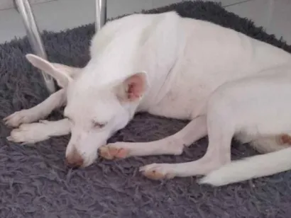 Cachorro raça SRD-ViraLata idade 4 anos nome galega