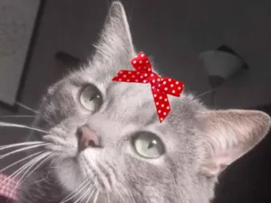 Gato raça SRD-ViraLata idade 6 ou mais anos nome Mia 