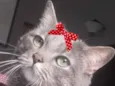 Mia