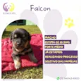 Falcon