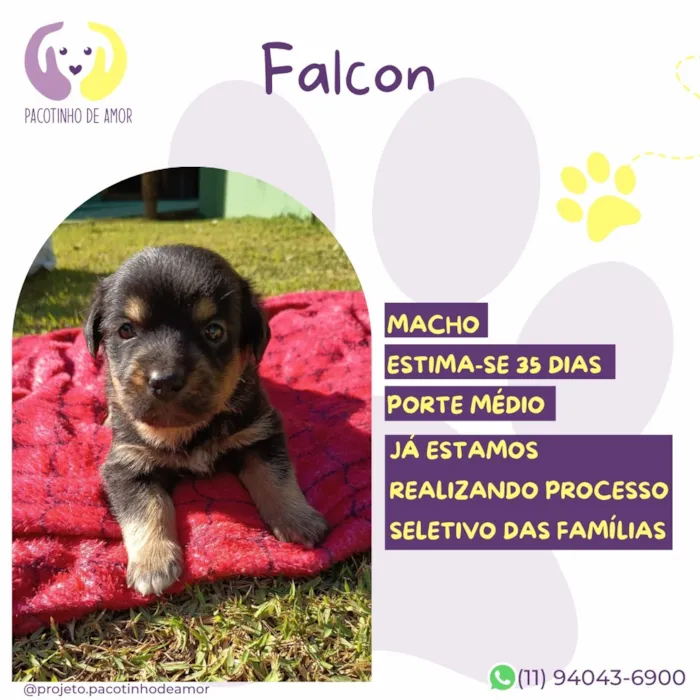Cachorro raça SRD-ViraLata idade Abaixo de 2 meses nome Falcon