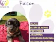 Falcon