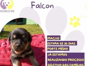 Cachorro raça SRD-ViraLata idade Abaixo de 2 meses nome Falcon