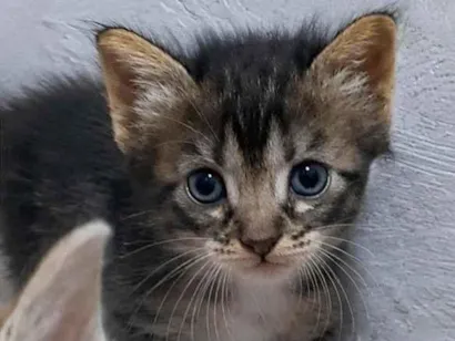 Gato raça SRD-ViraLata idade 2 a 6 meses nome Floquinho
